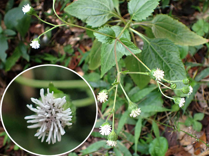 photoヌマダイコン