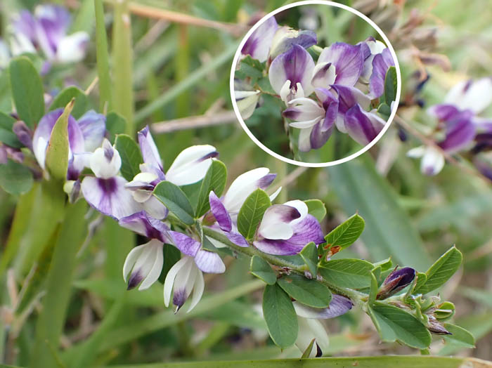 photoナンテンハギ