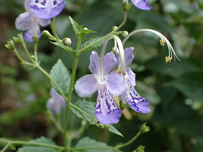photoカリガネソウ