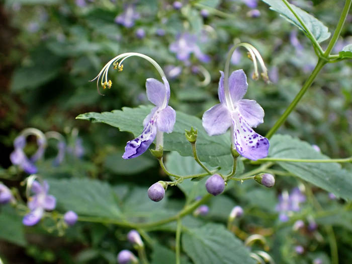 photoカリガネソウ