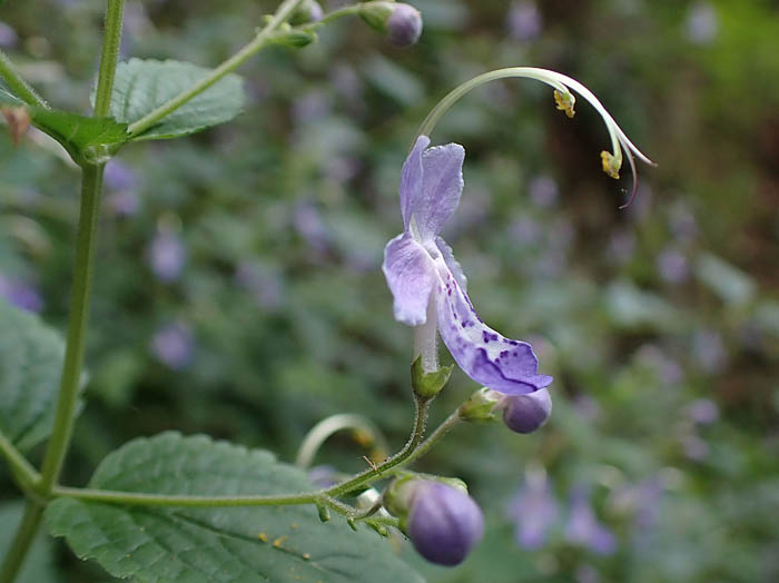 photoカリガネソウ