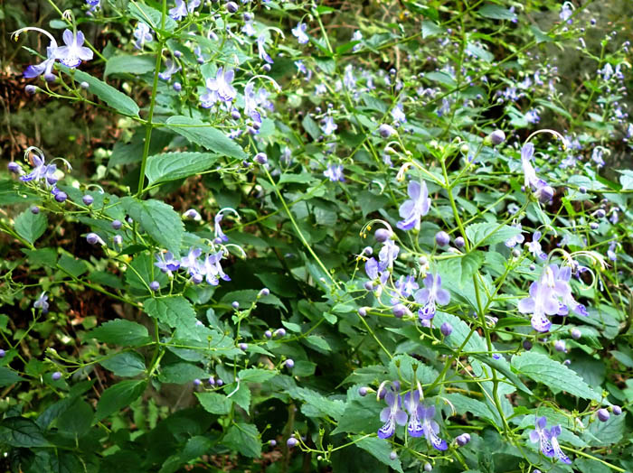 photoカリガネソウ