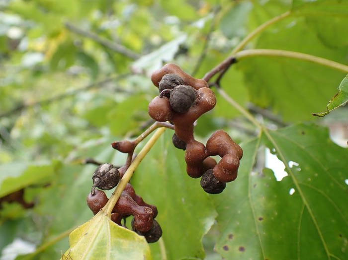 photoケンポナシ