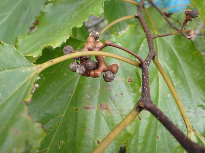 photoケンポナシ