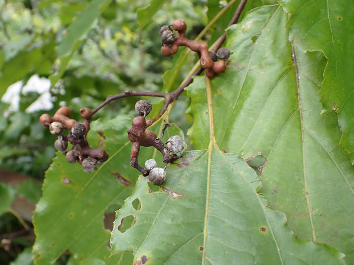 photoケンポナシ