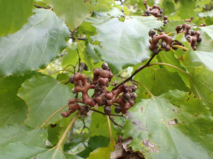 photoケンポナシ