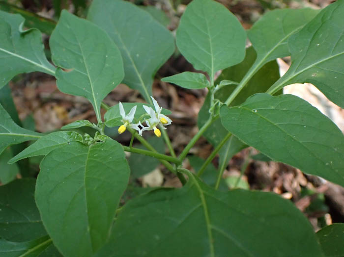 photoイヌホウズキ