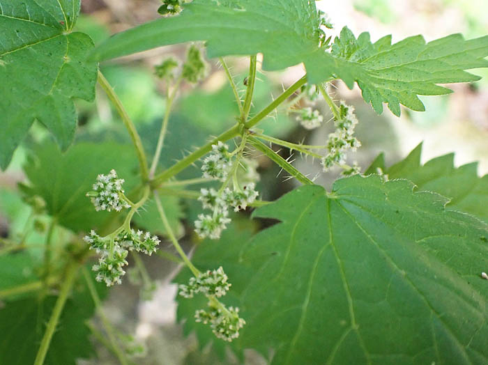 photoミヤマイラクサ