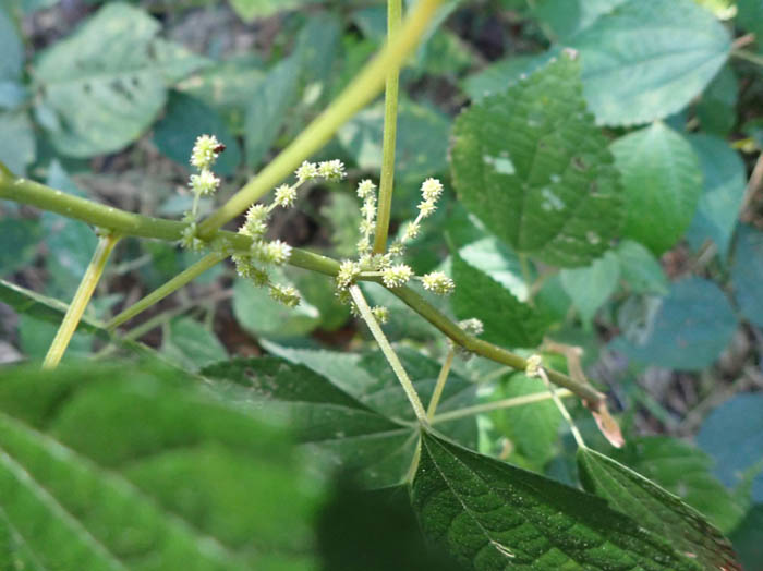 photoアオミズ