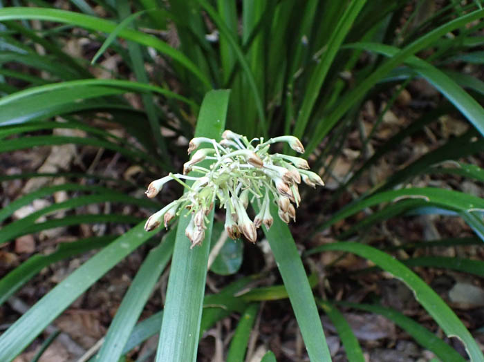 photoノシラン花の終わり