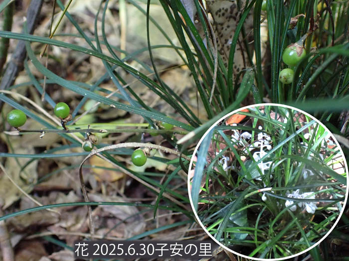 photoナガバジャノヒゲ若い実