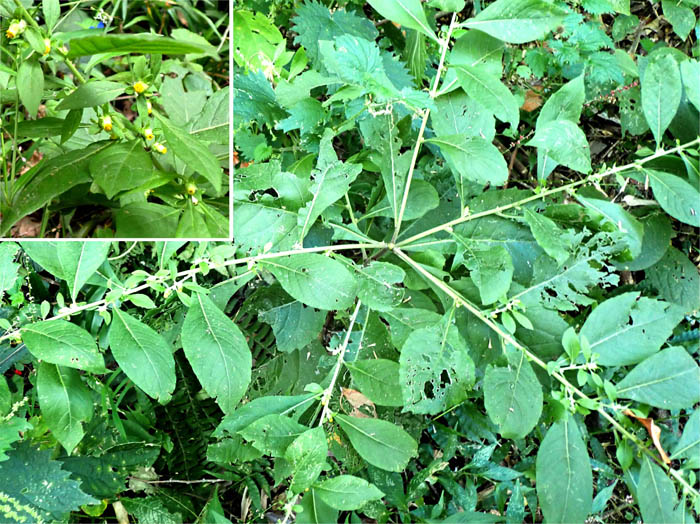 photo18ヤブタバコ