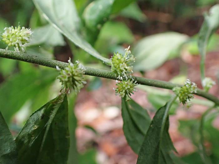 photo19シュウブンソウ