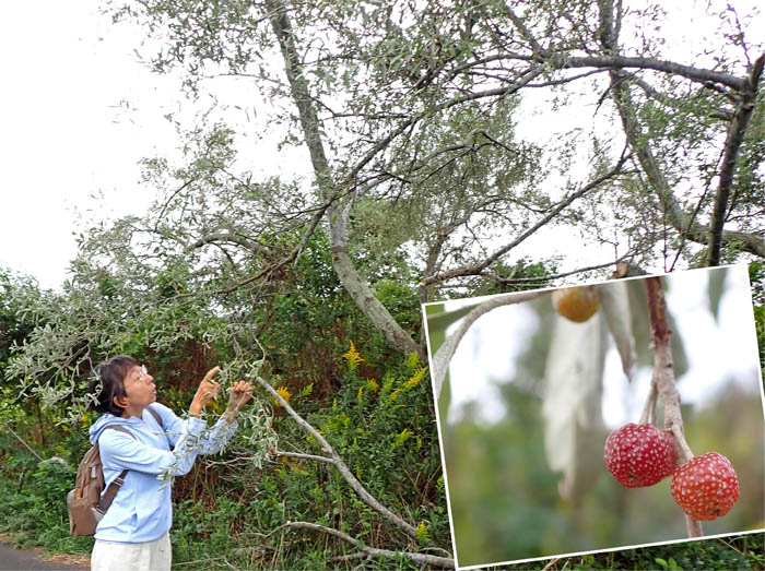 photo2ロシアンオリーブ実