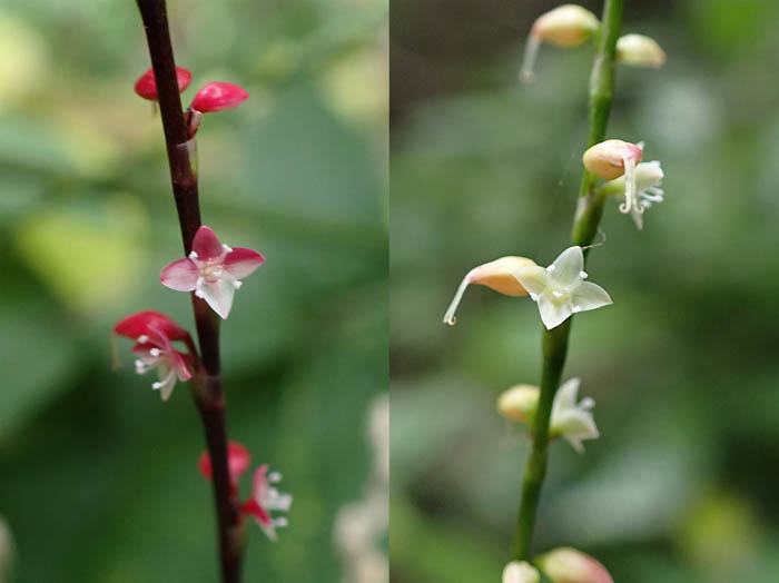 photo20紅白のミズヒキ