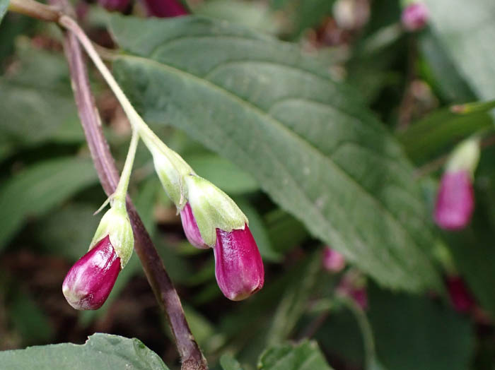 photoタニジャコウソウ