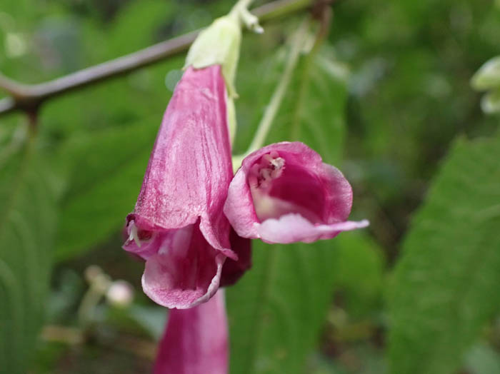 photoタニジャコウソウ