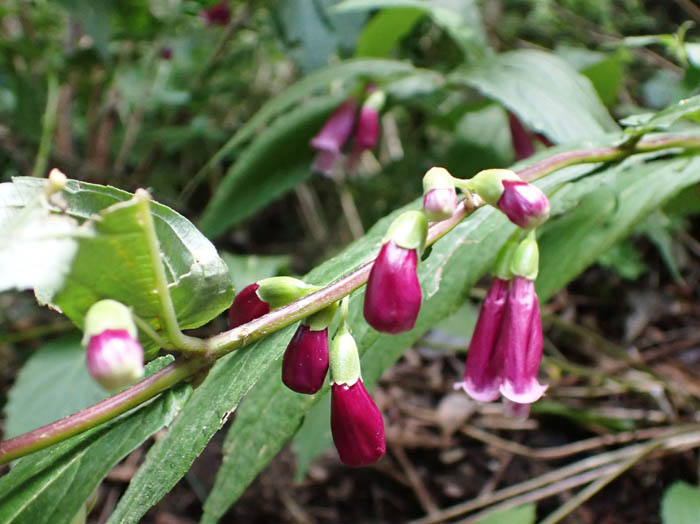 photoタニジャコウソウ