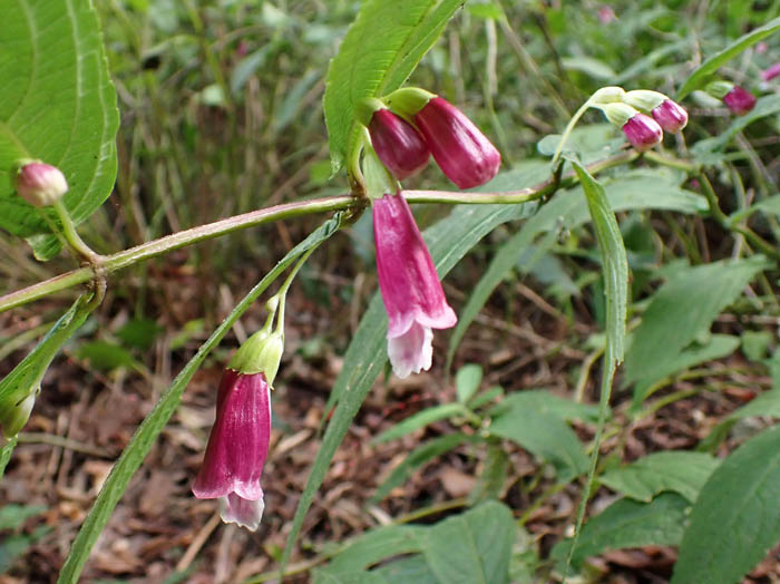 photoタニジャコウソウ
