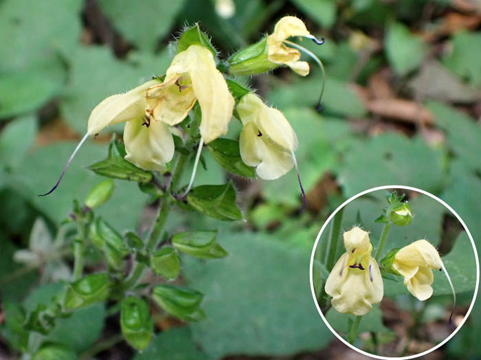 photo22キバナアキギリ