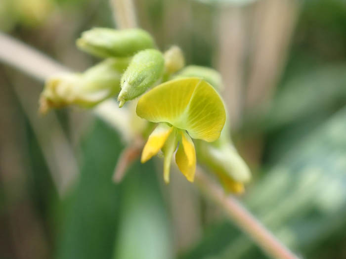 photoタンキリマメ花
