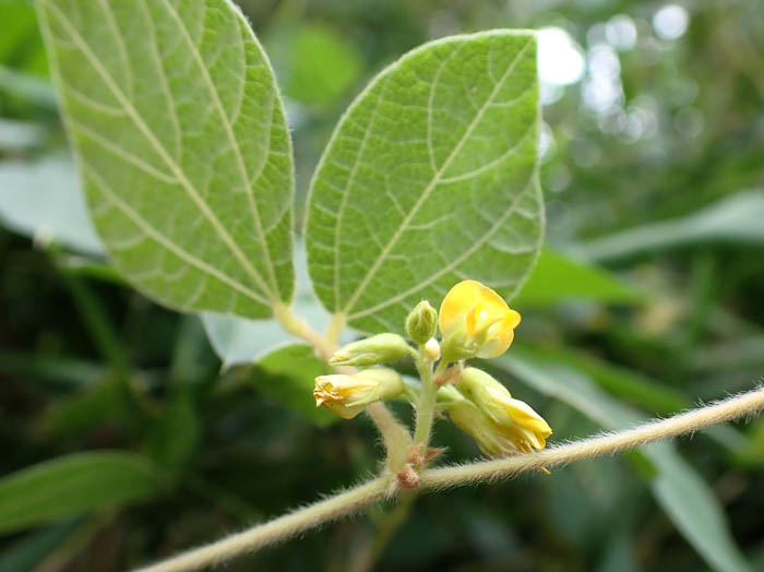 photoタンキリマメ花