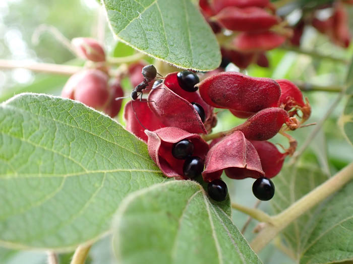 photoタンキリマメ実