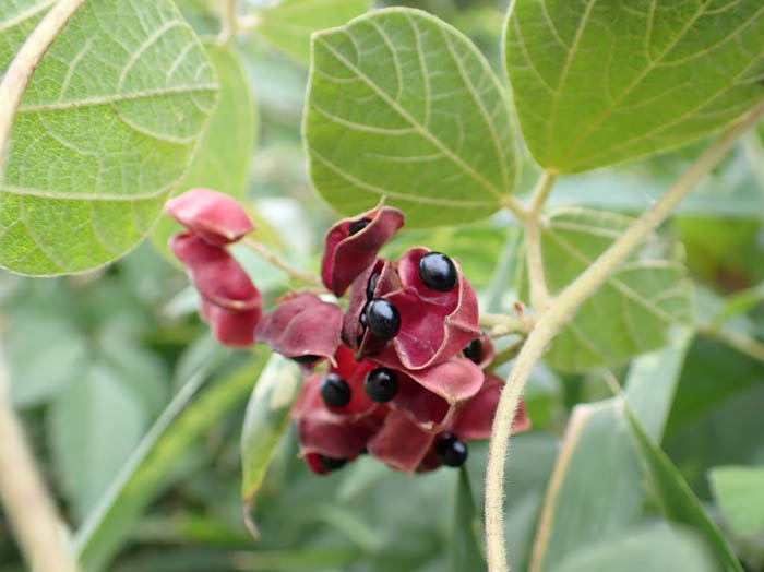 photoタンキリマメ実