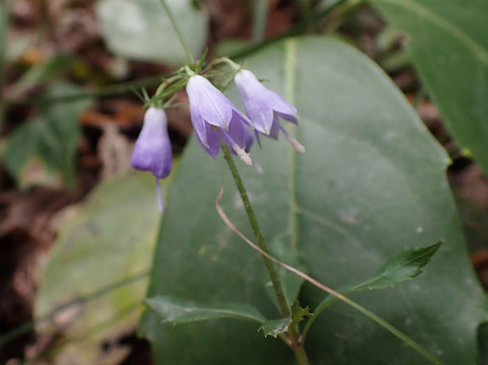 photoツリガネニンジン