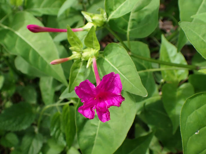 photoオシロイバナ