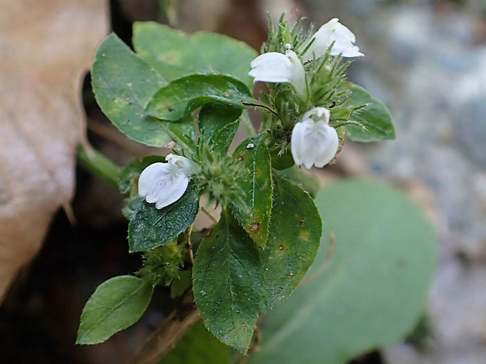 photoシロバナキツネノマゴ