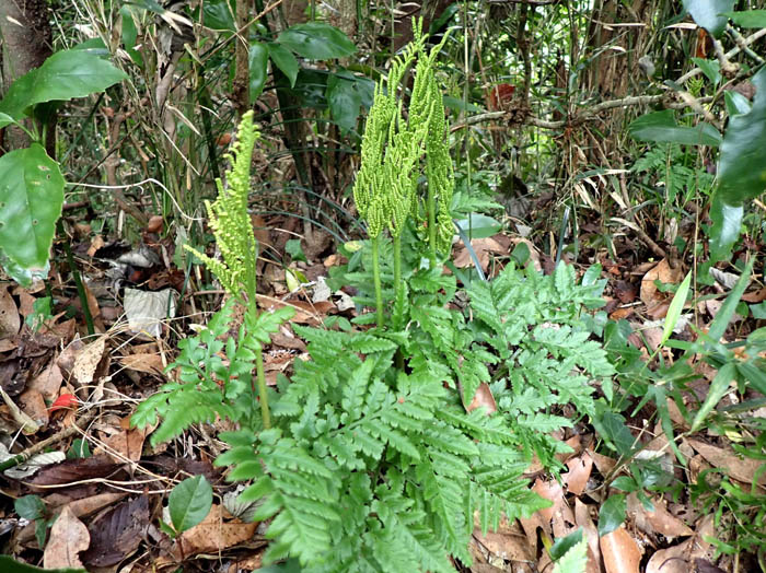 photoフユノハナワラビ