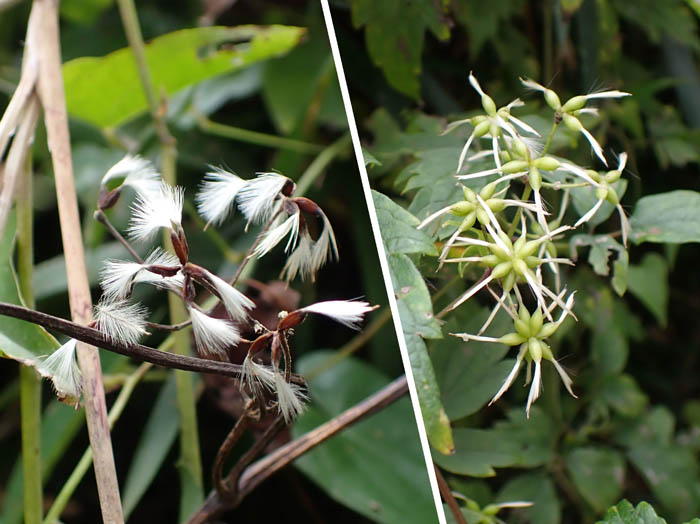 photoボタンヅル