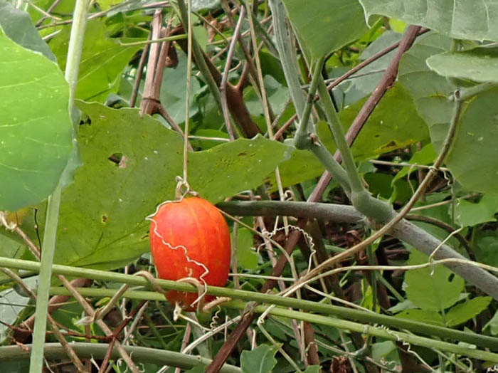 photoカラスウリ