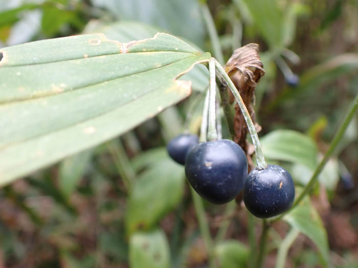 photoホウチャクソウ