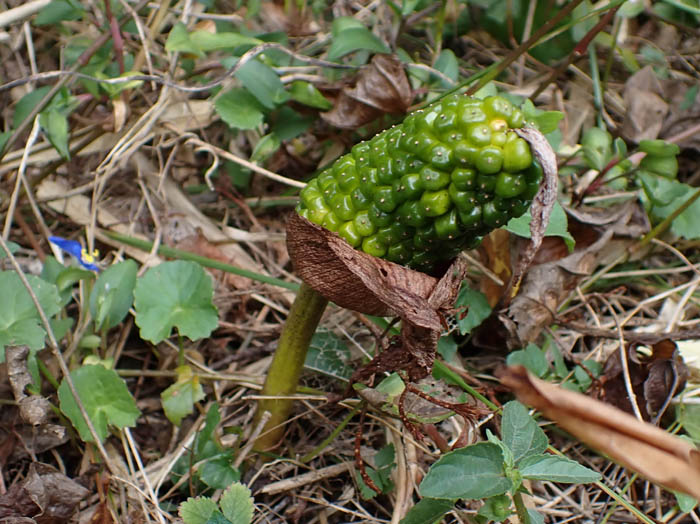 photoウラシマソウ