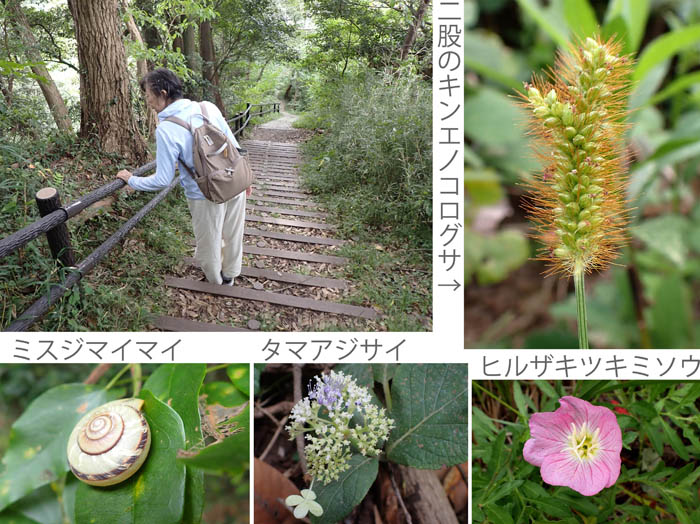 photo5道端で会える,キンエノコログサ,ナマアジサイ,ヒルザキツキミソウ