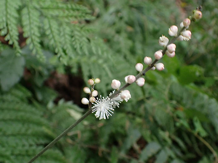 photo6咲き始めたイヌショウマ
