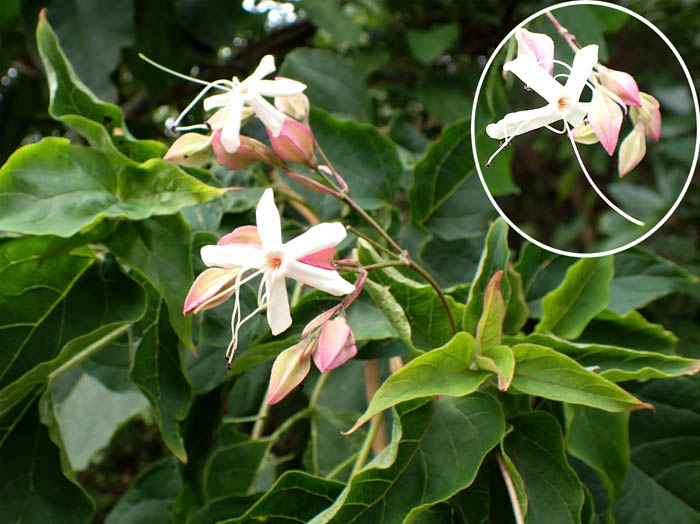 photo7芳香があるクサギの花