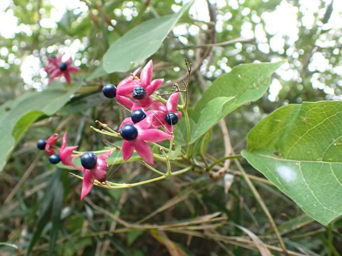 photo8クサギ実