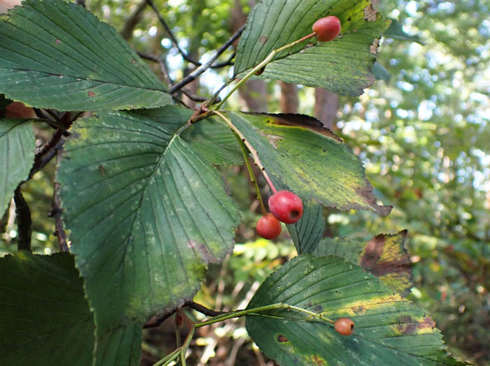 photoアズキナシ実