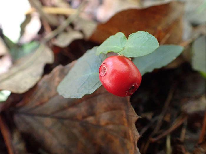 photo10二つの花の跡が残るツルアリドオシ実