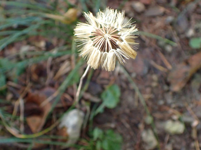 photo11センボンヤリ実