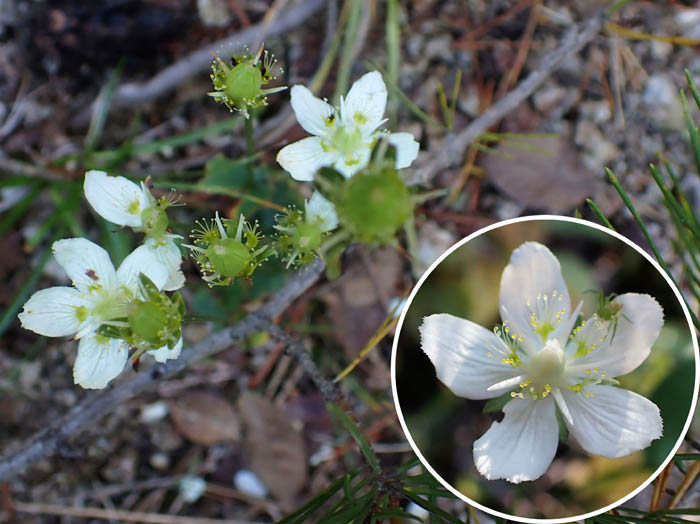 photo14ウメバチソウ