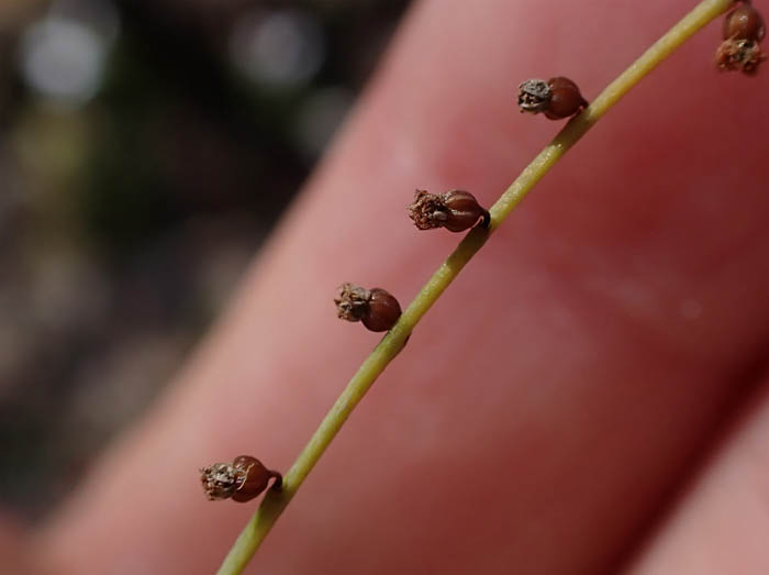 photo15アリノトウグサ実