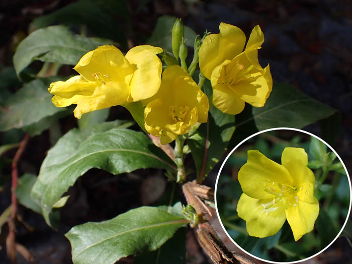 photoメマツヨイグサ