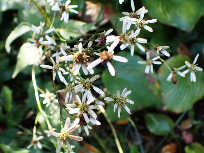 photoシラヤマギク残り花