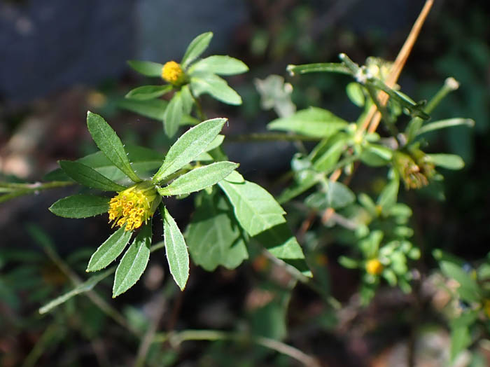 photoアメリカセンダングサ