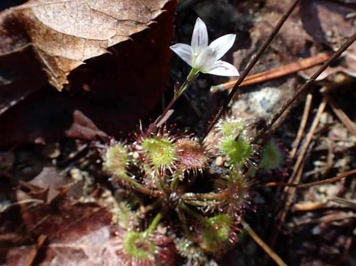 photo2小さなセンブリ