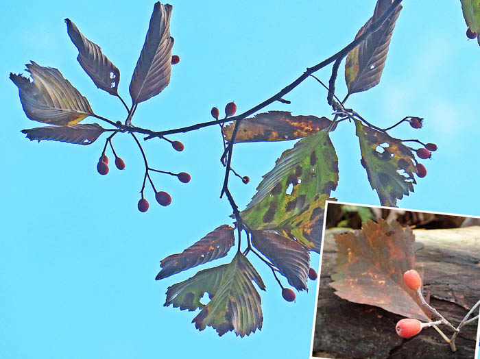 photoウラジロノキ実